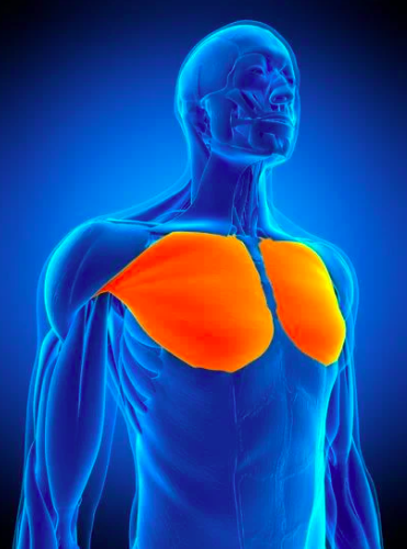 anatomie des muscles pectoraux
